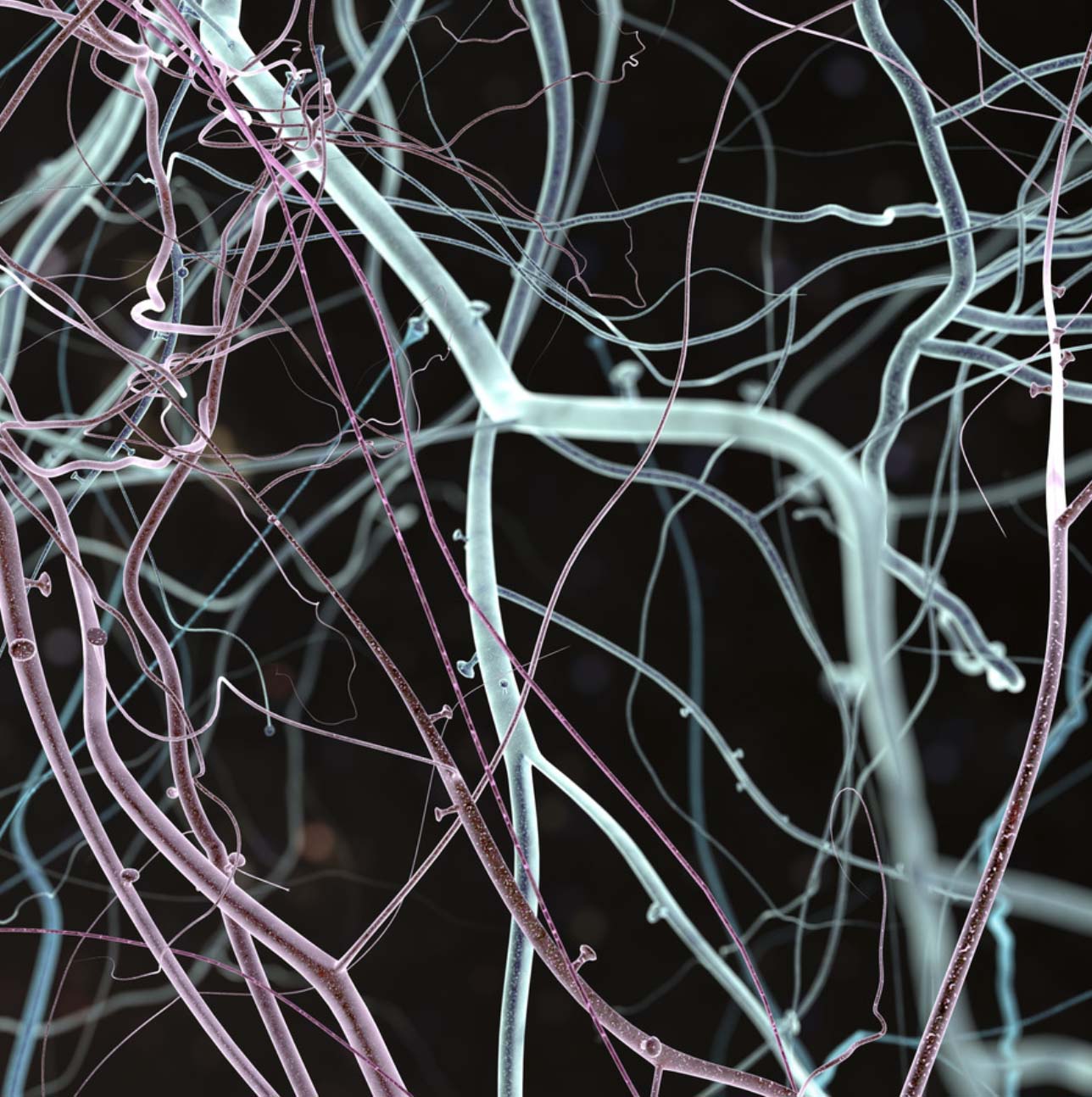 Programa Psicologia + Neurociencia